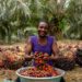 Palm Oil  Plantation
