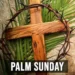 palm1