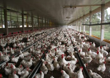 Bird Flu Outbreak Halts Brazil Poultry Exports 4 Bird Flu Outbreak Halts Brazil Poultry Exports