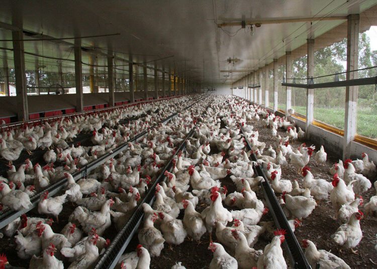 Bird Flu Outbreak Halts Brazil Poultry Exports 1 Bird Flu Outbreak Halts Brazil Poultry Exports