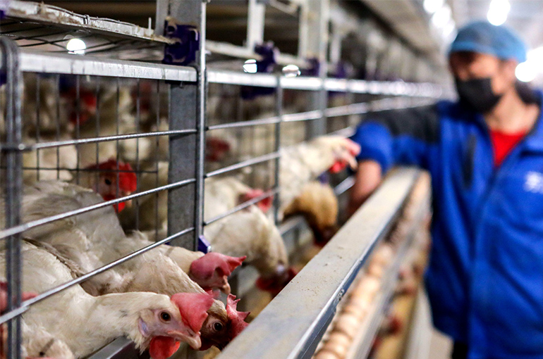 Bird Flu Outbreak Halts Brazil Poultry Exports 2 Chicken