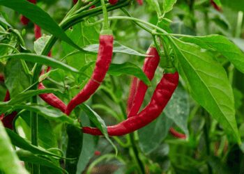 Ghana Eyes $30 Million in Revenue from Chilli Exports in Three Years – GIRSAL 1 Ghana Eyes $30 Million in Revenue from Chilli Exports in Three Years – GIRSAL