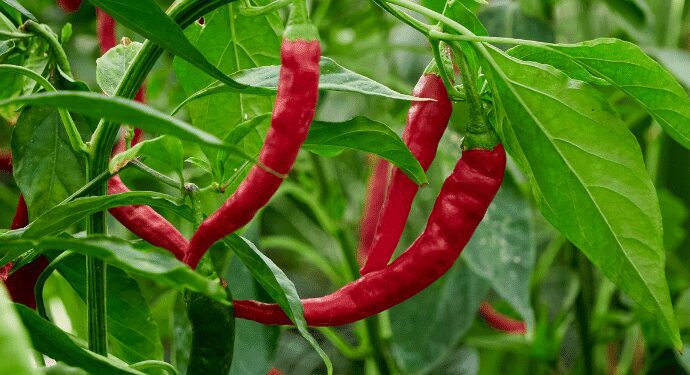 Ghana Eyes $30 Million in Revenue from Chilli Exports in Three Years – GIRSAL 1 Ghana Eyes $30 Million in Revenue from Chilli Exports in Three Years – GIRSAL