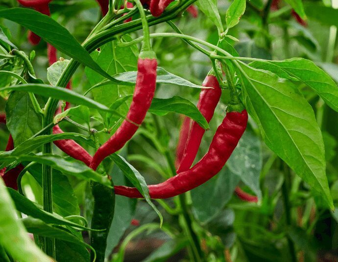 Ghana Eyes $30 Million in Revenue from Chilli Exports in Three Years – GIRSAL 1 Ghana Eyes $30 Million in Revenue from Chilli Exports in Three Years – GIRSAL