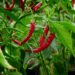 Ghana Eyes $30 Million in Revenue from Chilli Exports in Three Years – GIRSAL