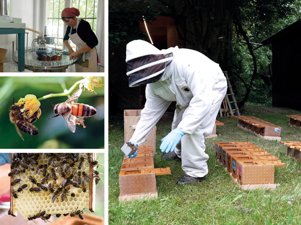 FONAR Urges Action to Protect Bees Amid Alarming Population Decline 4 ND Webbilder Autumn23 150 Bee