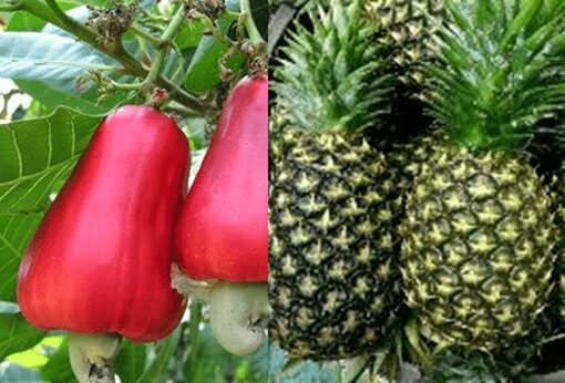 Ghana’s Non-Traditional Export Declines by 2.87% 1 Ghana’s Non-Traditional Export Declines by 2.87%
