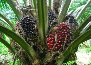 Benso Oil Palm to Pay GHS0.09 Dividend on July 10, 2025, Pending Shareholder Nod