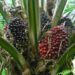 Benso Oil Palm to Pay GHS0.09 Dividend on July 10, 2025, Pending Shareholder Nod 13 Benso Oil Palm to Pay GHS0.09 Dividend on July 10, 2025, Pending Shareholder Nod