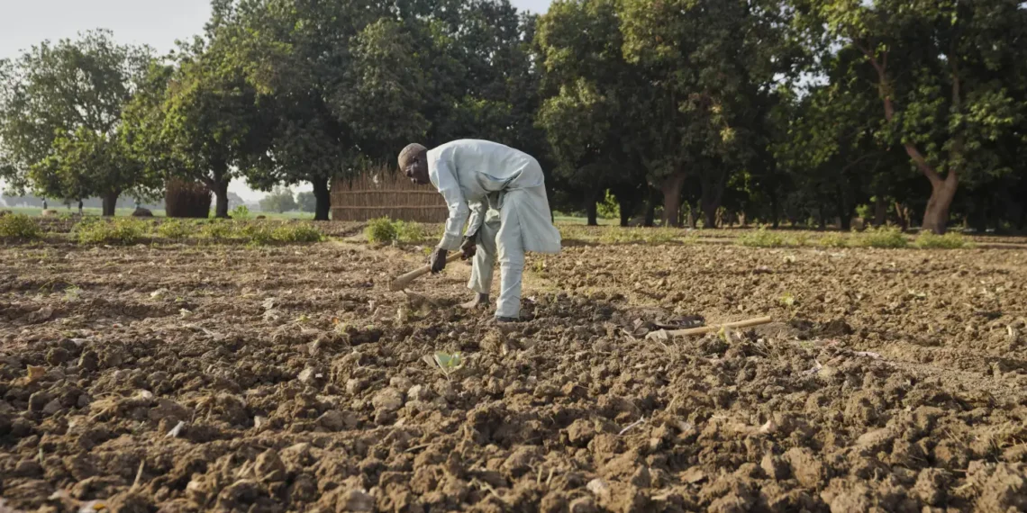 Climate Crisis Chokes Nigerian Farms, Food Prices Soar