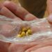UN Warns of Criminal Surge in Gold Industry 14 Sahel’s Gold Boom Masks Growing Regional Instability