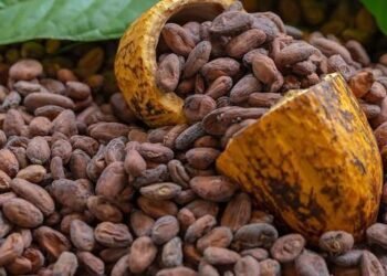 Ghana’s Cocoa Arrivals Quadruple in August, Shaking Global Chocolate Market