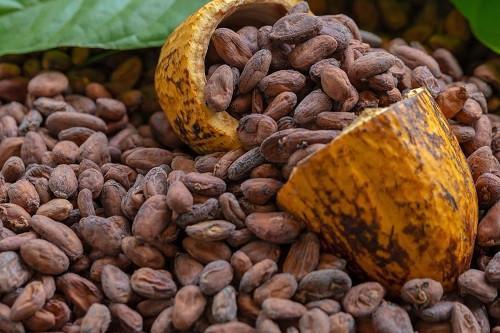 Hands Off Bank Reserves!– Atuahene Slams COCOBOD’s Cocoa Funding Proposal 2 2908 14103 cocoa drives 37 qoq surge in cemac agricultural export prices in q2 2024 L