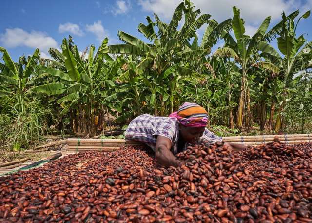 Cocoa beans 1