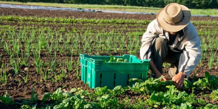 Farming Can Be Profitable—If We Fix This One Big Problem, Says DBG Economist 1 Farming Can Be Profitable—If We Fix This One Big Problem, Says DBG Economist