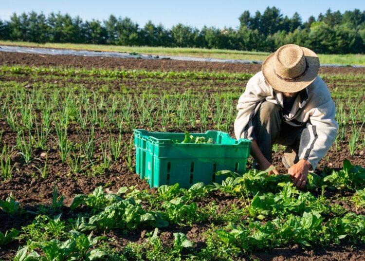 Farming Can Be Profitable—If We Fix This One Big Problem, Says DBG Economist 1 Farming Can Be Profitable—If We Fix This One Big Problem, Says DBG Economist