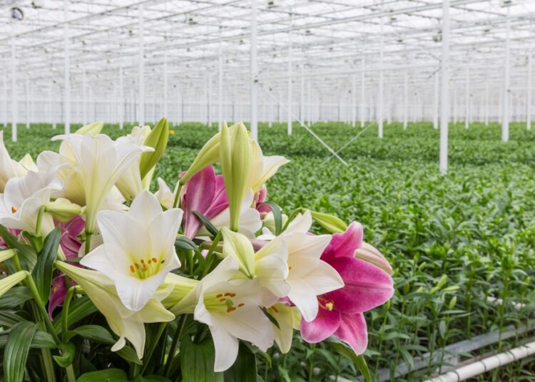 Ghana Gears Up for Landmark Horticulture Expo to Champion Green Growth 1 Ghana Gears Up for Landmark Horticulture Expo to Champion Green Growth