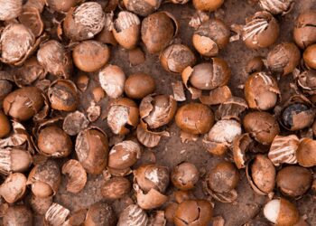 Ghana’s Shea Industry Faces Major Risks Amid Growth Push 2 Ghana's Shea Industry