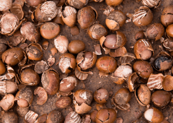 Ghana's Shea Industry