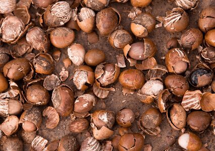 Ghana's Shea Industry