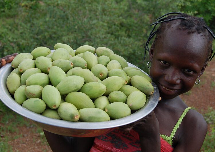 MoFA Invests €4 Million to Revive Shea Industry and Empower Rural Women 1 MoFA Invests €4 Million to Revive Shea Industry and Empower Rural Women
