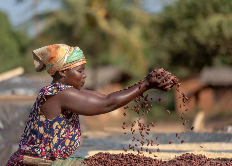 The New Cocoa Producer Price 1 Cocoa farmer