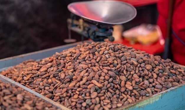 Ivory Coast Cocoa Grinding Falls As Quality Slips 1 Ivory Coast Cocoa Grinding Falls As Quality Slips