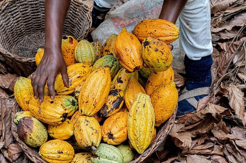 Cocoa pods