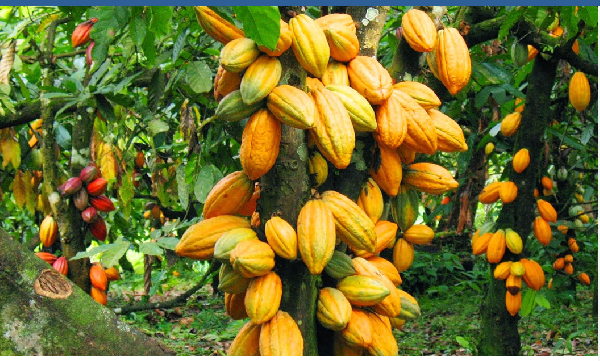 Galamsey Risk Grows as Cocoa Farmers Protest New Price - Minority 4 Cocoa