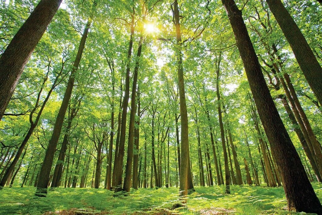 Ghana to Begin Export of FLEGT-Licensed Timber to Europe on October 8, 2025 3 Forest
