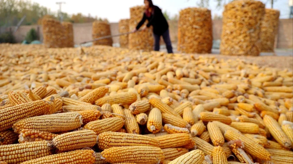 Ghana’s Corn Imports to Skyrocket 67% in 2025/26 Amid Farmer Woes – USDA Report 1 Ghana’s Corn Imports to Skyrocket 67% in 2025/26 Amid Farmer Woes – USDA Report