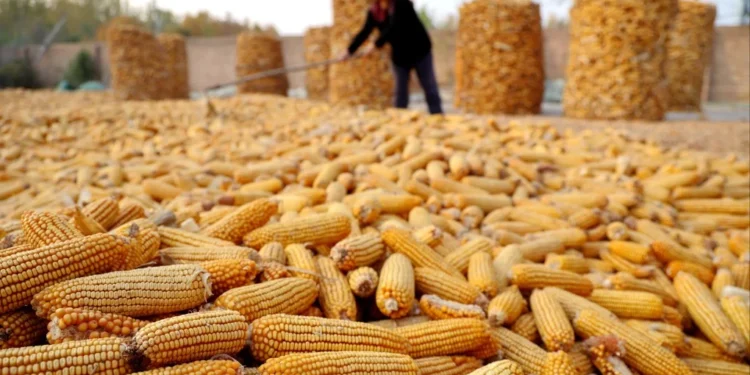 Ghana’s Corn Imports to Skyrocket 67% in 2025/26 Amid Farmer Woes – USDA Report