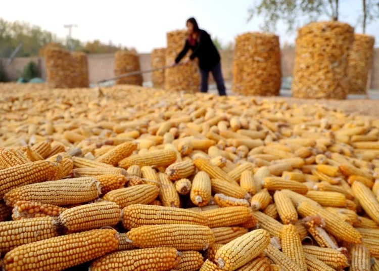 Ghana’s Corn Imports to Skyrocket 67% in 2025/26 Amid Farmer Woes – USDA Report 1 Ghana’s Corn Imports to Skyrocket 67% in 2025/26 Amid Farmer Woes – USDA Report