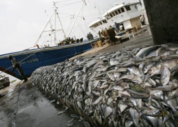 Nuclear Science ‘Casts Net’ On Seafood Fraud