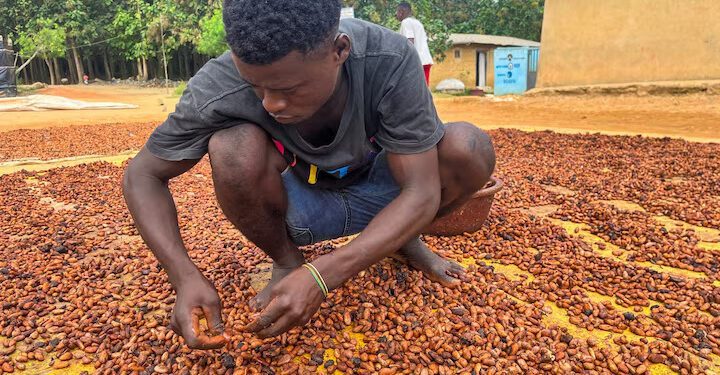 Cold Spell Threatens Ivory Coast Cocoa Harvest 1 Cold Spell Threatens Ivory Coast Cocoa Harvest