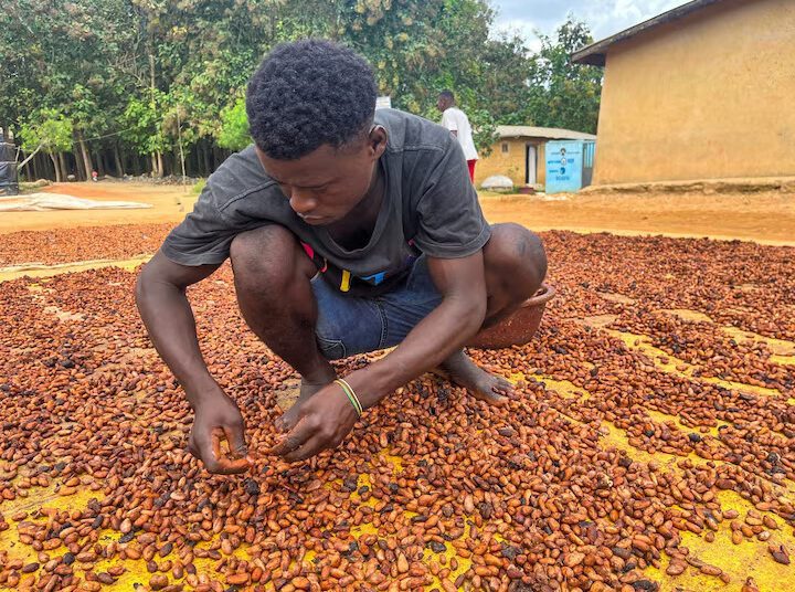 Cold Spell Threatens Ivory Coast Cocoa Harvest 1 Cold Spell Threatens Ivory Coast Cocoa Harvest