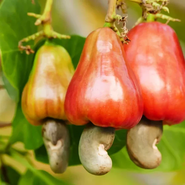Ghana’s Industrialization Threatened By Raw Material Crisis 3 Cashew Exportation impedes Ghana’s Industrialization