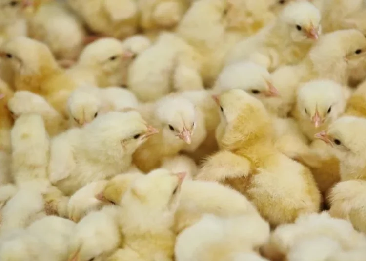 IMANI Warns of Poultry Waste Risk Without Processing Plan Under Nkoko Nkitinkiti Programme 1 IMANI Warns of Poultry Waste Risk Without Processing Plan