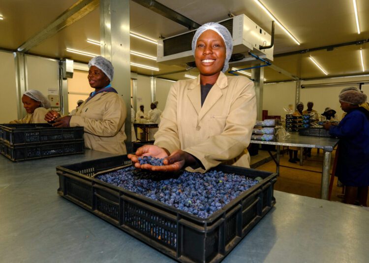 Zimbabwe To Begin Blueberry Exports To China 1 Zimbabwe To Begin Blueberry Exports To China