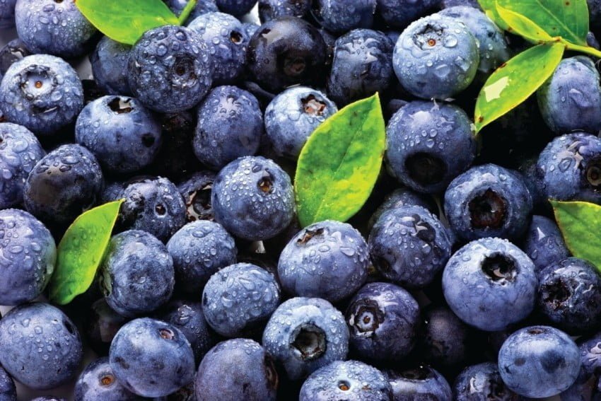 blueberries 1