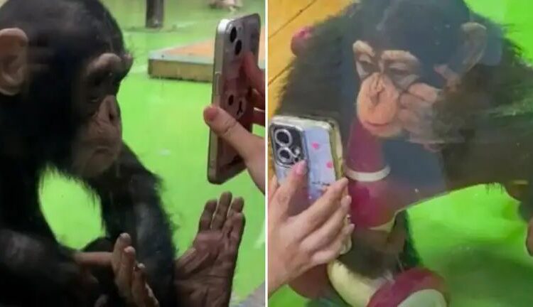 Chinese Zoo Bans Reels Shown To Baby Chimpanzee 1 Baby Chimpanzee