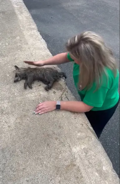 Kentucky Nurse Saves Drunk Baby Raccoon With CPR 2 Kentucky Nurse Saves Drunk Baby Raccoon With CPR