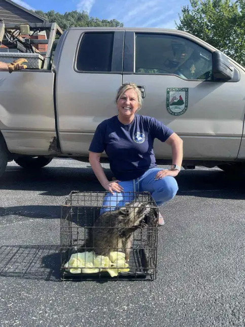 Kentucky Nurse Saves Drunk Baby Raccoon With CPR 4 Why This Matters