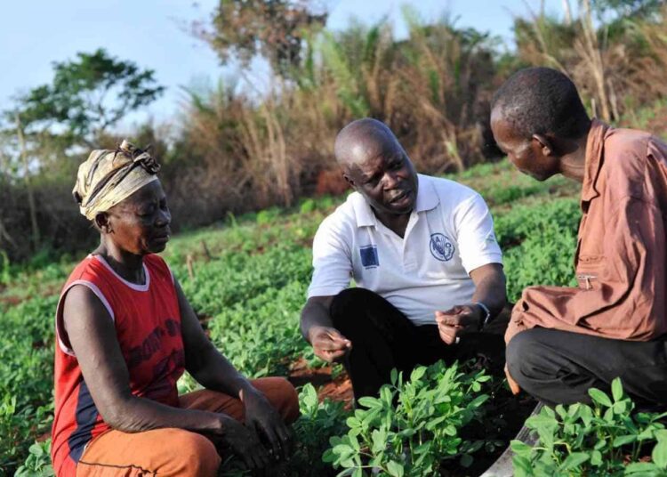 $3.5bn Food Import Nightmare Looms as Illegal Mining Pollutes Ghana’s Farms and Water 1 $3.5bn Food Import Nightmare Looms as Illegal Mining Pollutes Ghana’s Farms and Water