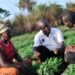 $3.5bn Food Import Nightmare Looms as Illegal Mining Pollutes Ghana’s Farms and Water 14 $3.5bn Food Import Nightmare Looms as Illegal Mining Pollutes Ghana’s Farms and Water