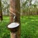 Ghana Bleeds $100m Annually as Raw Rubber Exports Rob Economy of Jobs & Revenue 11 Ghana Bleeds $100m Annually as Raw Rubber Exports Rob Economy of Jobs & Revenue