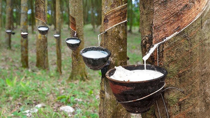 Ghana’s Industrialization Threatened By Raw Material Crisis 4 rubber tapping