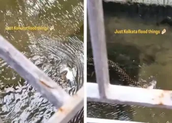 Snake Swims Through Flooded Kolkata House with Fish in Mouth 9 Snake Swims Through Flooded Kolkata House with Fish in Mouth