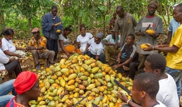 Over 560K Cocoa Farmers Benefit from US$21.8m Carbon Funds