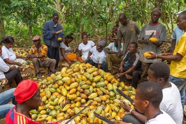 Over 560K Cocoa Farmers Benefit from US$21.8m Carbon Funds 1 Over 560K Cocoa Farmers Benefit from US$21.8m Carbon Funds
